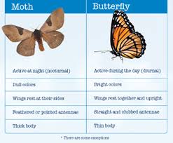 moth butterfly pictures