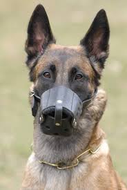 belgian malinois dog