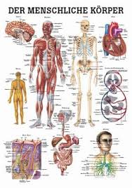 image anatomie corps humain