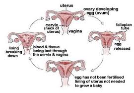 menstrual clots