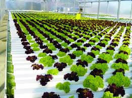 hydroponic equipment