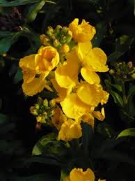 wall flower