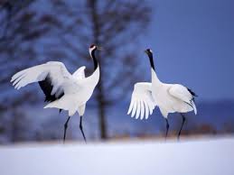 bird dancing