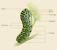 caterpillar parts