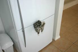 cool cat pictures