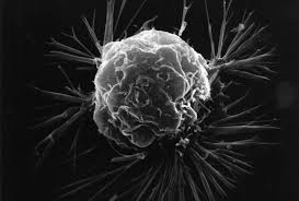 cell basic unit of life