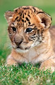 liger videos
