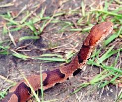 copperhead photos