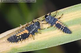 ladybird beetle larvae
