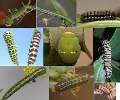 types caterpillars pictures