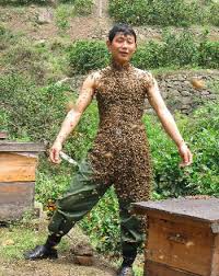 big bees
