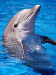 حقائق عن الدولفين Dolphin