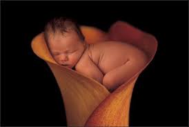 anne geddes book