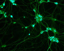 Stem Cell