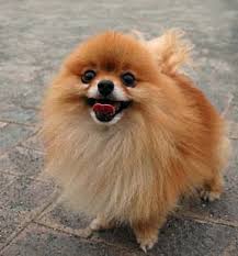 pomeranian dog