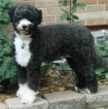 portuguese dog
