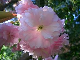 japanese flowering cherry