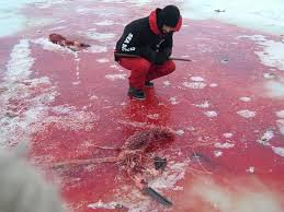 snow seals