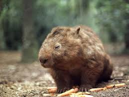 wombats