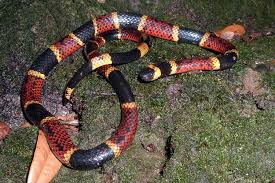 coral snake poisonous