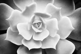 black and white photo art