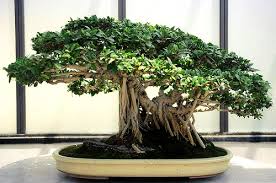 bonsai ficus retusa