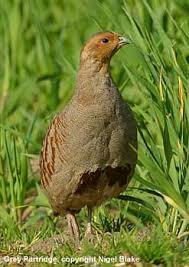 grey partridge