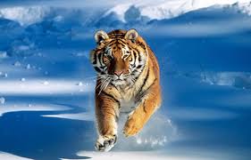 tiger and snow