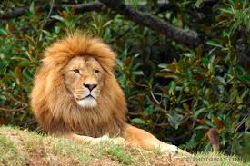 les animaux de l afrique
