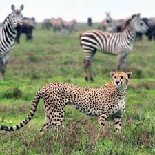 east africa wildlife
