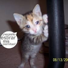 gatos bonitos