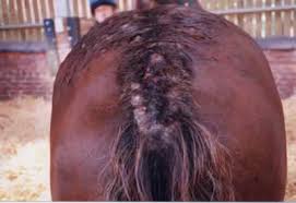 canine ringworm