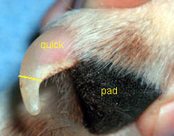 dog nail grooming