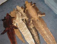 alligator skin wallets
