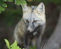silver fox pup