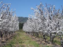 The orchard in bloom