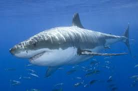 great white shark images