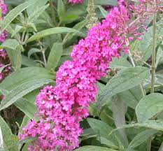 buddleia davidii