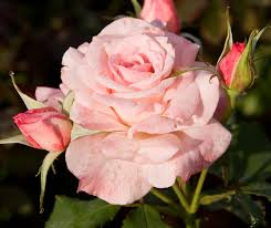 Rose - Rose