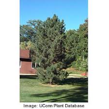 austrian pine