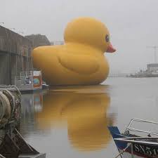 rubber duck