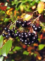 aronia melanocarpa