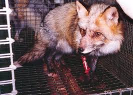 fur is dead