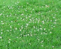 dutch white clover lawn