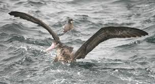 short tailed albatross