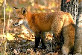 IMAGE(http://t0.gstatic.com/images?q=tbn:BsHMRuU1MwYdtM:http://www.alaska-in-pictures.com/data/media/1/autumn-fox_3734.jpg)