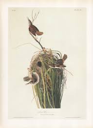 audubon bird print