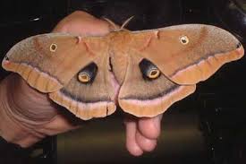 polyphemus moth