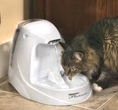 cat water dishes