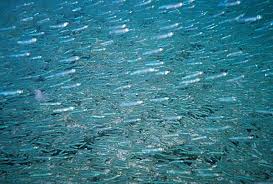 school of fish